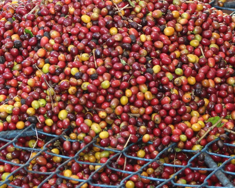 Colombia - Candy Blast - Watermelon Co Ferment (Swiss Water Process)