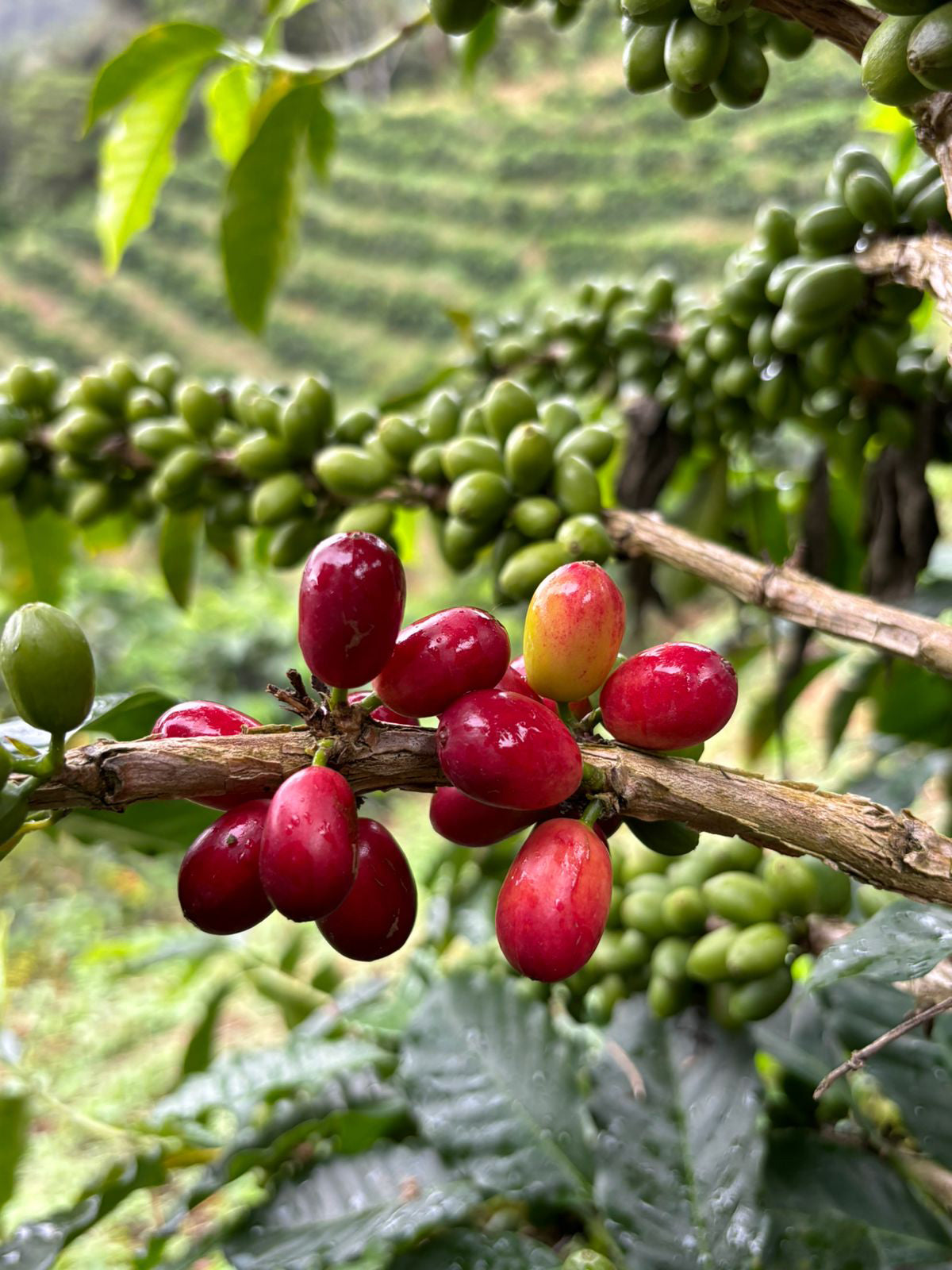 Colombia - Peñas Blancas - Pink Bourbon Anaerobic (Swiss Water Process)