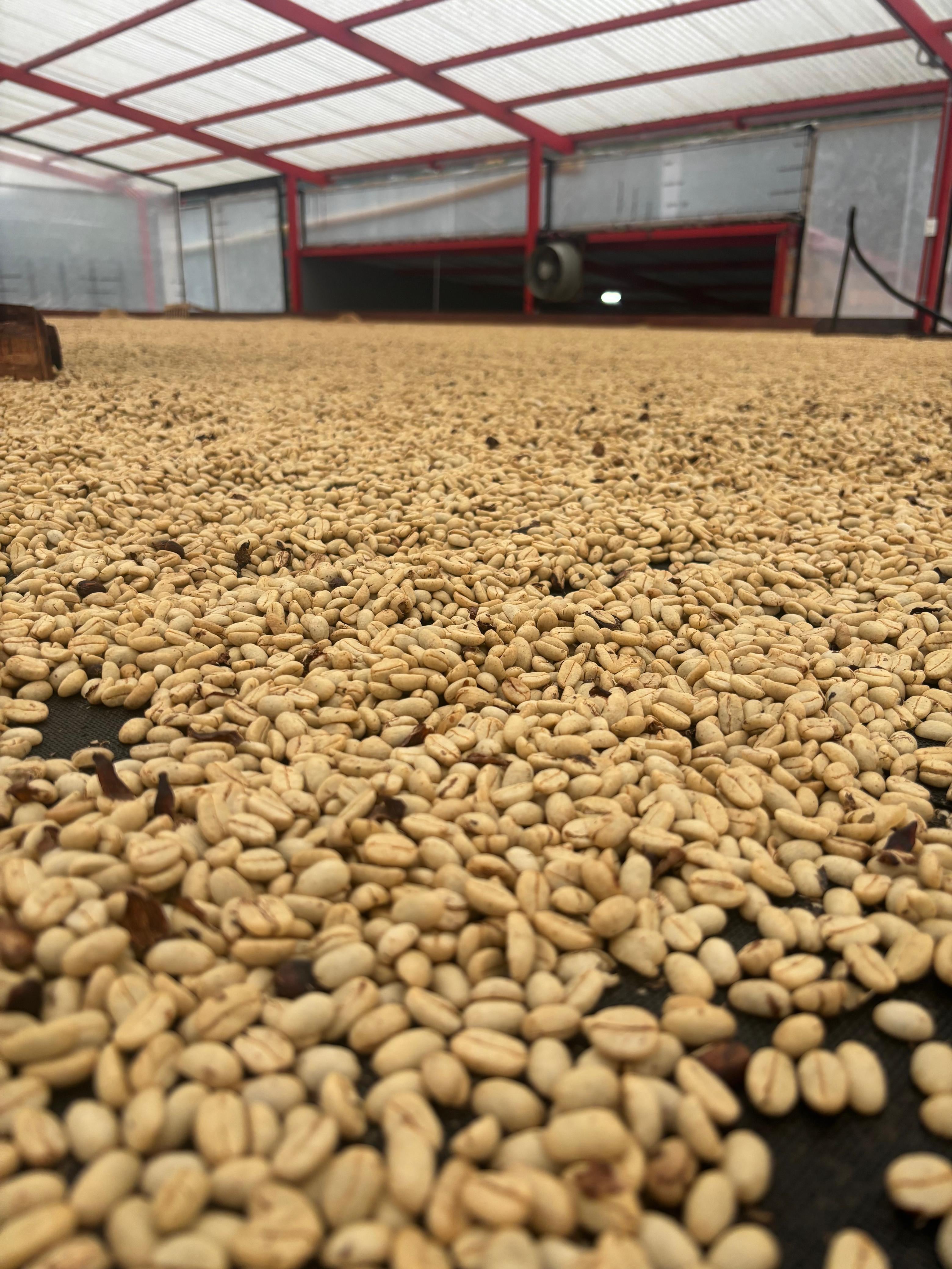 Colombia - Peñas Blancas - Pink Bourbon Anaerobic (Swiss Water Process)