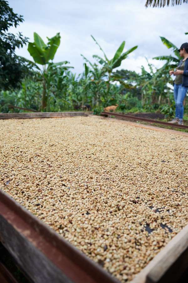 Colombia - Finca Tamana - Elias Roa (Sugar Cane Process)