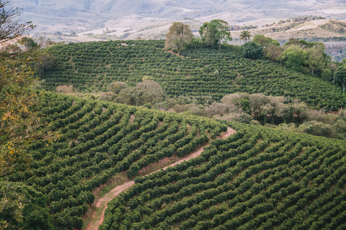 Brazil - Chapada de Minas (Swiss Water Process)