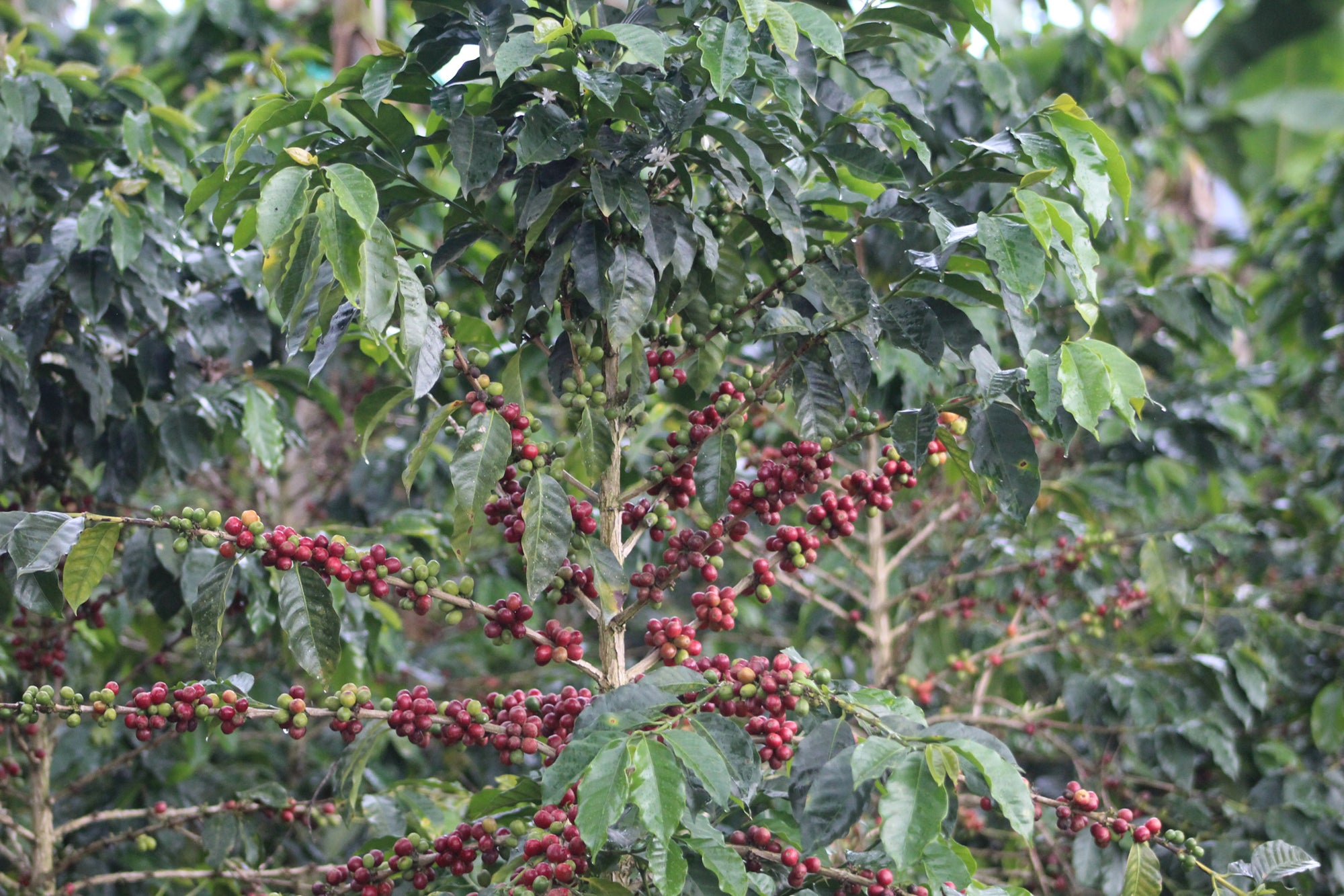Colombia - Candy Blast - Watermelon Co Ferment (Swiss Water Process)