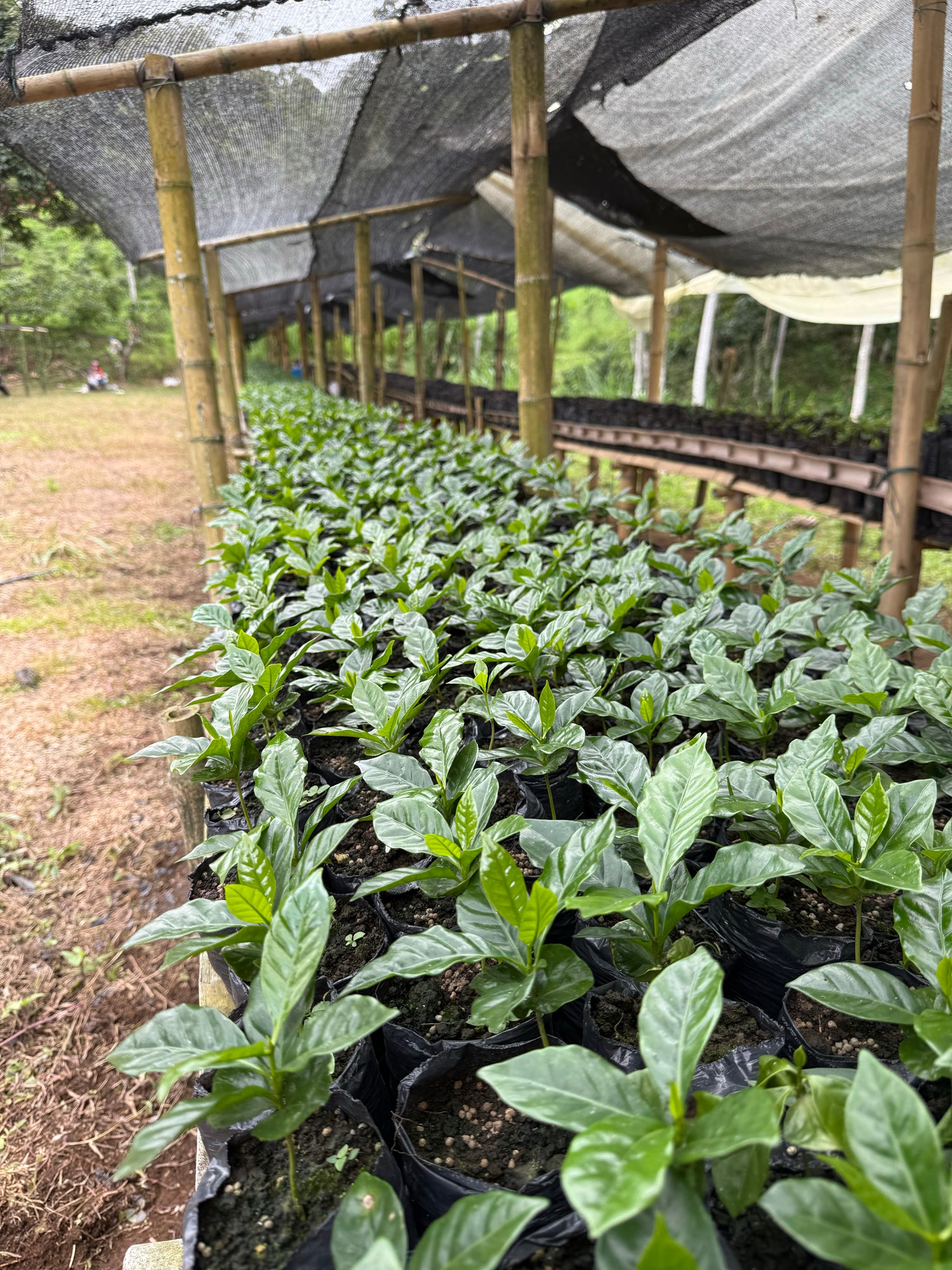 Colombia - Candy Blast - Watermelon Co Ferment (Swiss Water Process)
