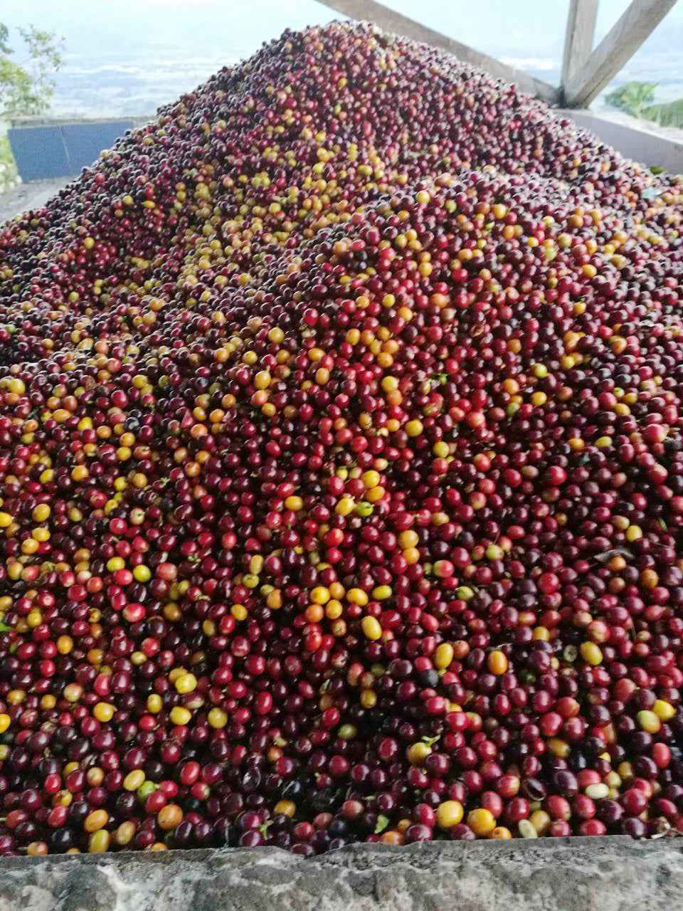 Colombia - Tropical Anaerobic Co Ferment (Swiss Water Process)