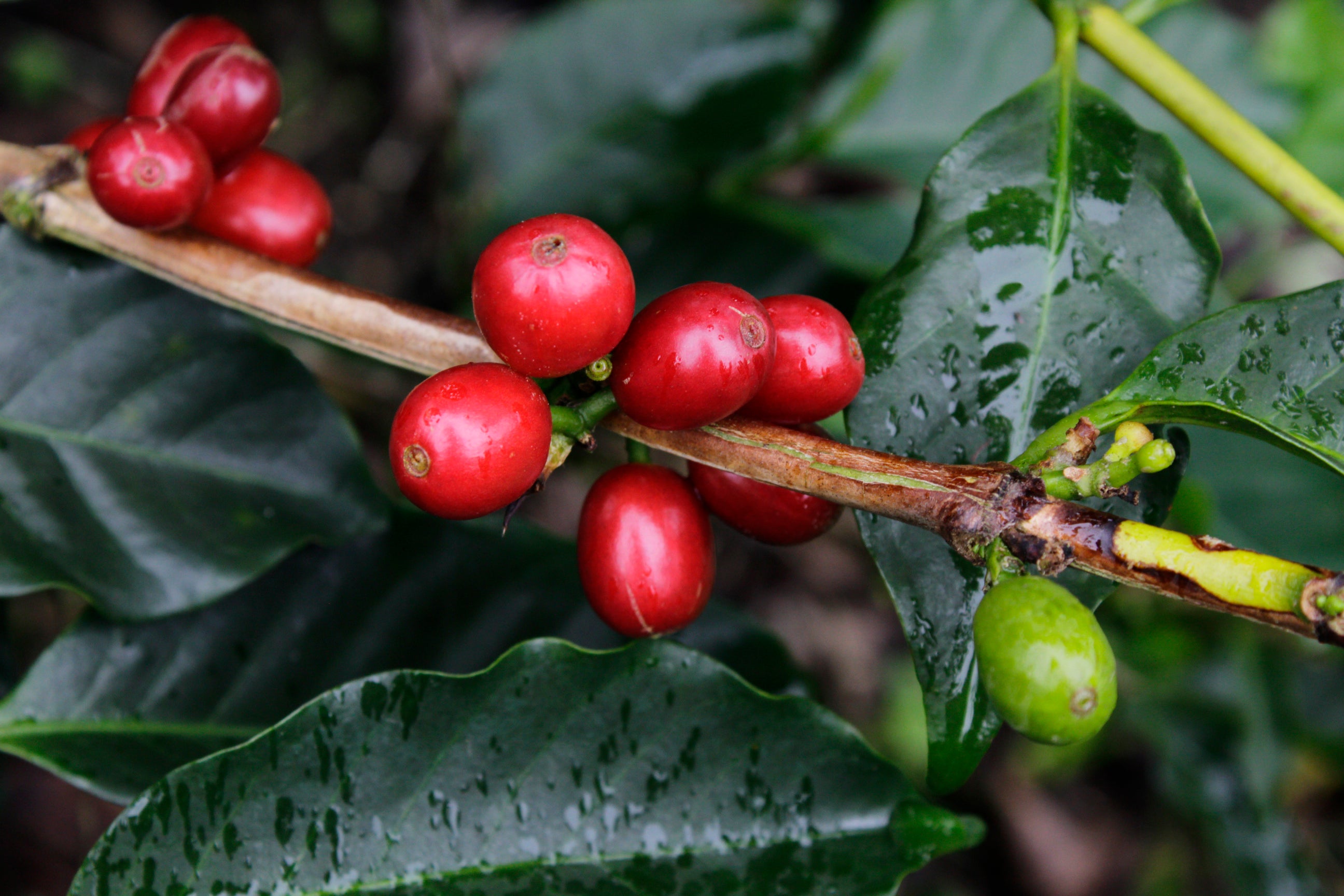 Colombia - Tropical Anaerobic Co Ferment (Swiss Water Process)