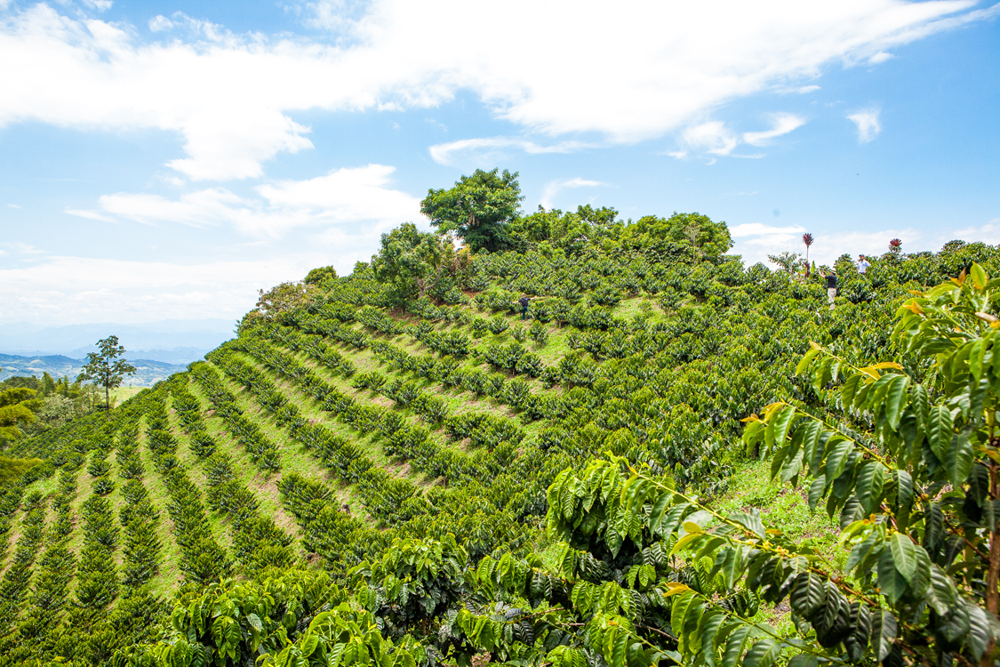 Colombia - Tropical Anaerobic Co Ferment (Swiss Water Process)