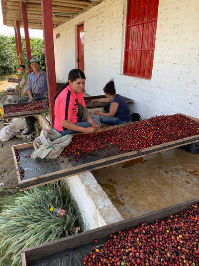 Colombia - Montaña Organic (Mountain Water Decaf)
