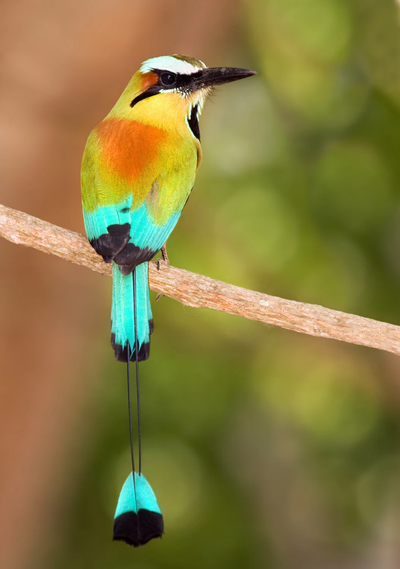 Mexico - Motmot Organic (Mountain Water Decaf)