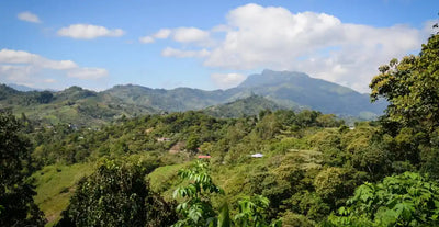 Mexico - Motmot Organic (Mountain Water Decaf)