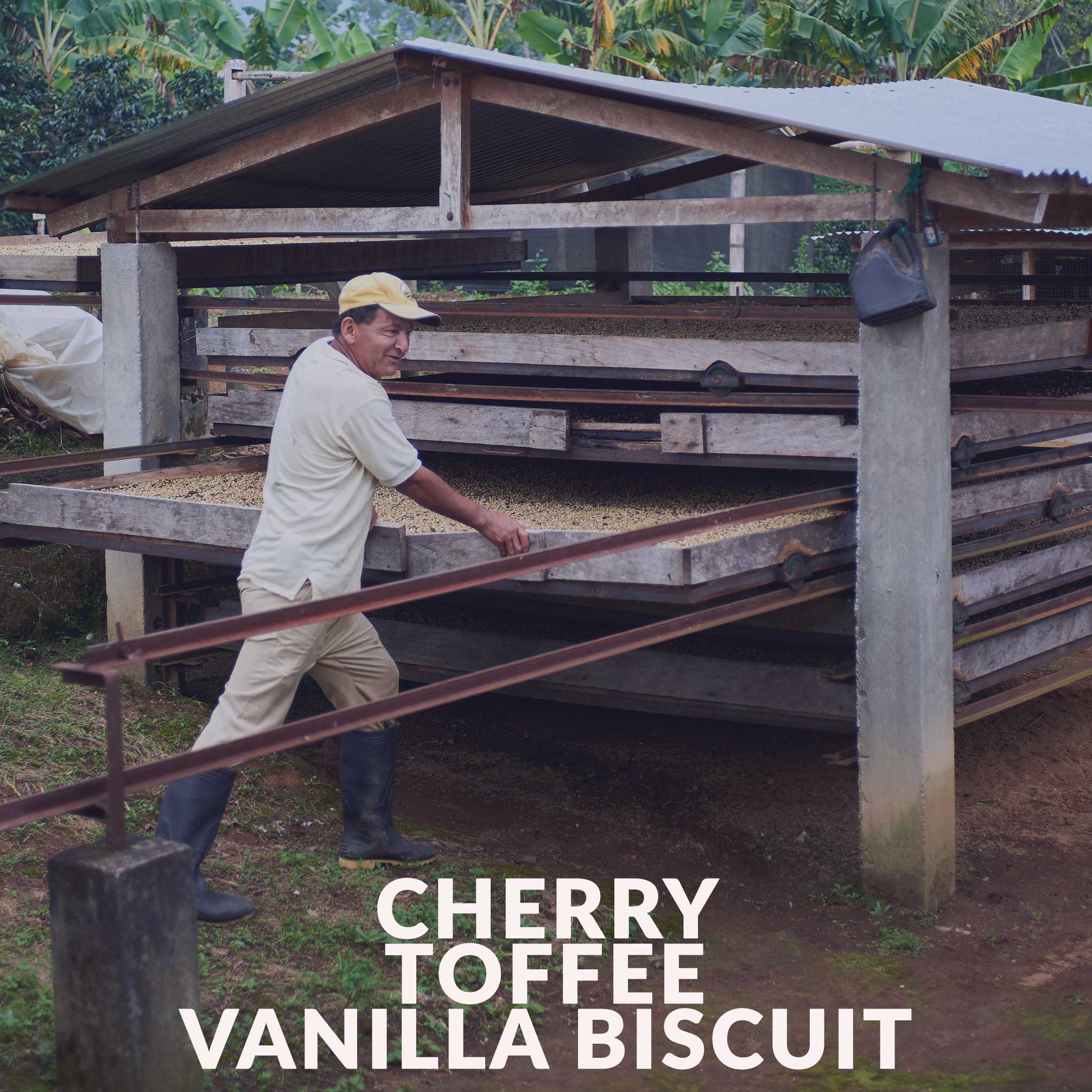 Colombia - Finca Tamana - Elias Roa (Sugar Cane Process)
