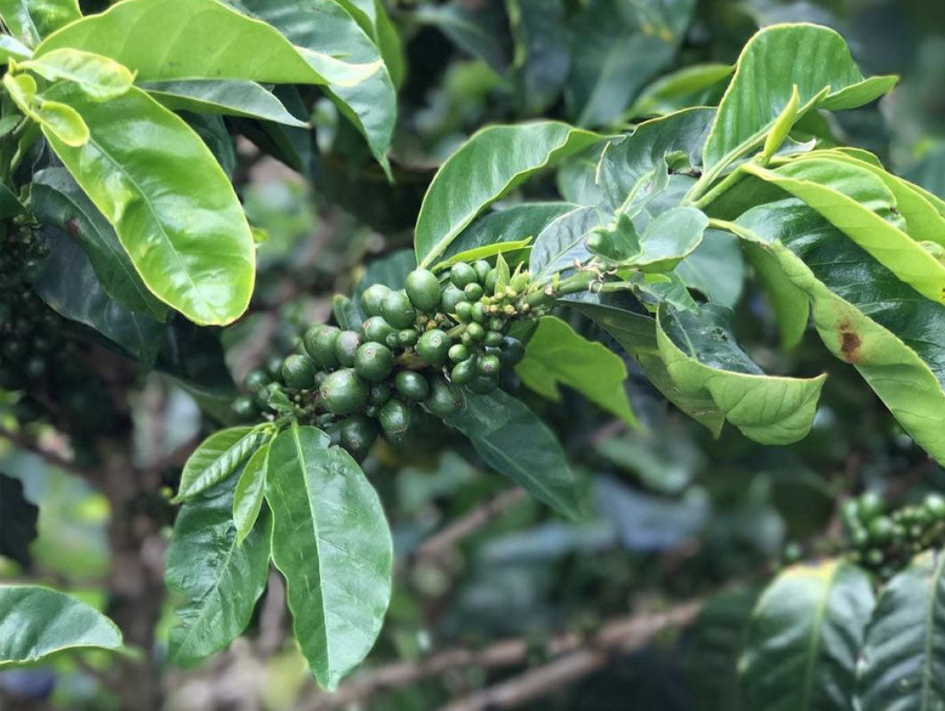 Green coffee at origin, Selva Negra, Nicaragua