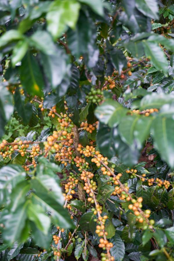 Colombia - Huila de Caña (Sugar Cane Decaf)