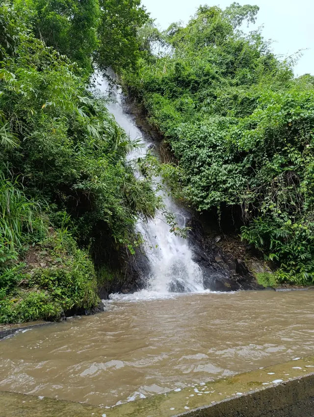 Colombia - Montaña Organic (Mountain Water Decaf)