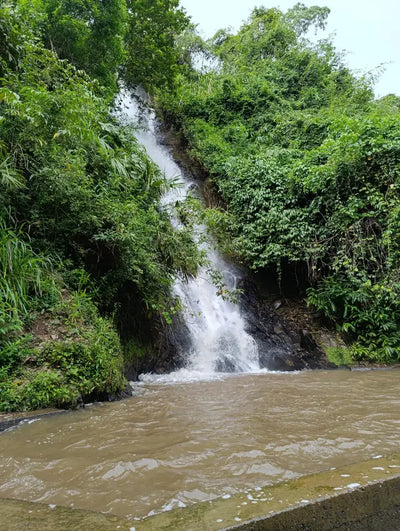 Colombia - Montaña Organic (Mountain Water Decaf)