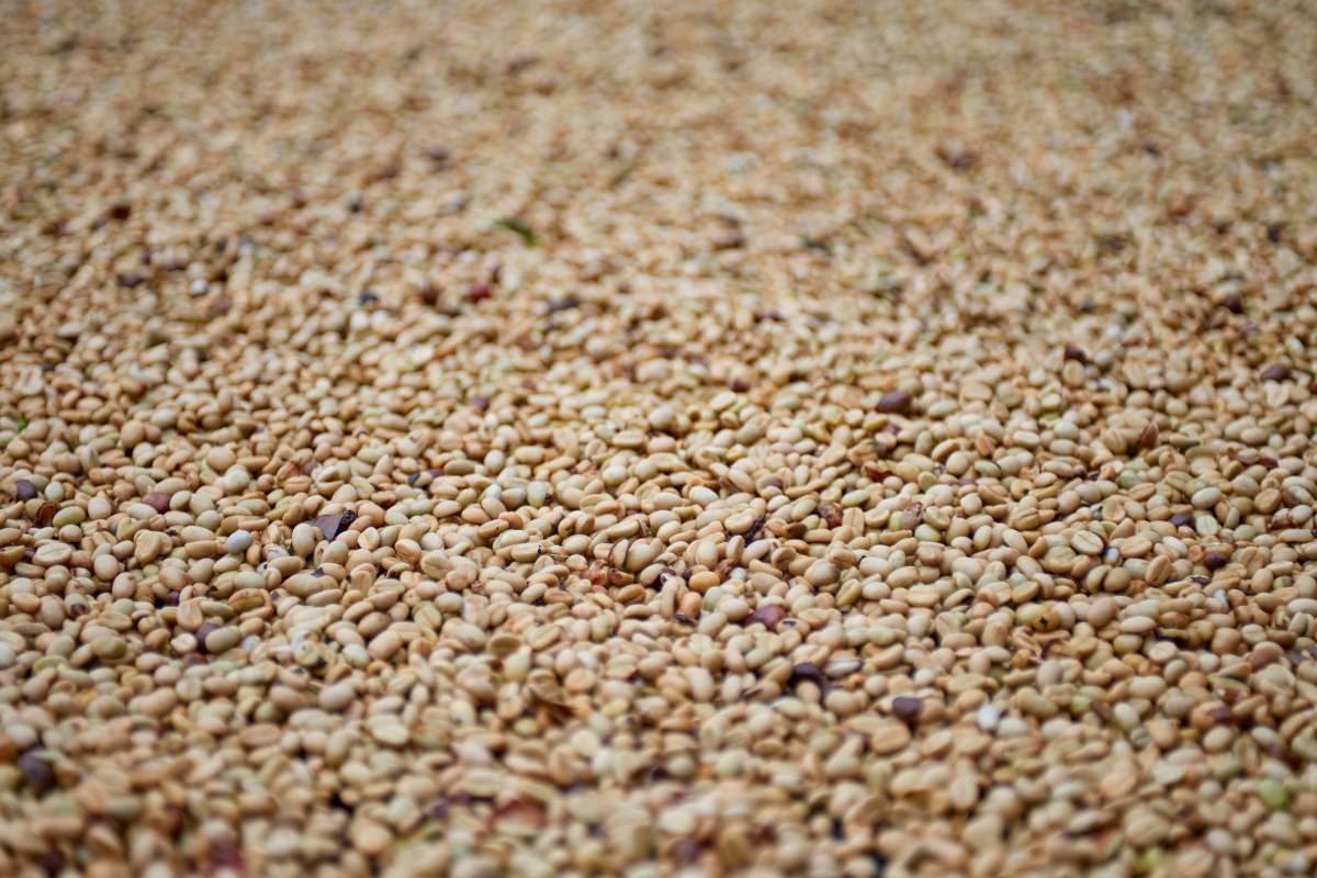 Colombia - Finca Tamana - Elias Roa (Sugar Cane Process)