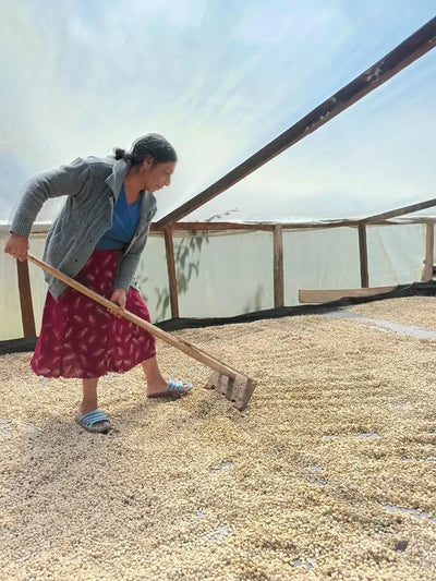 Colombia - Montaña Organic (Mountain Water Decaf)