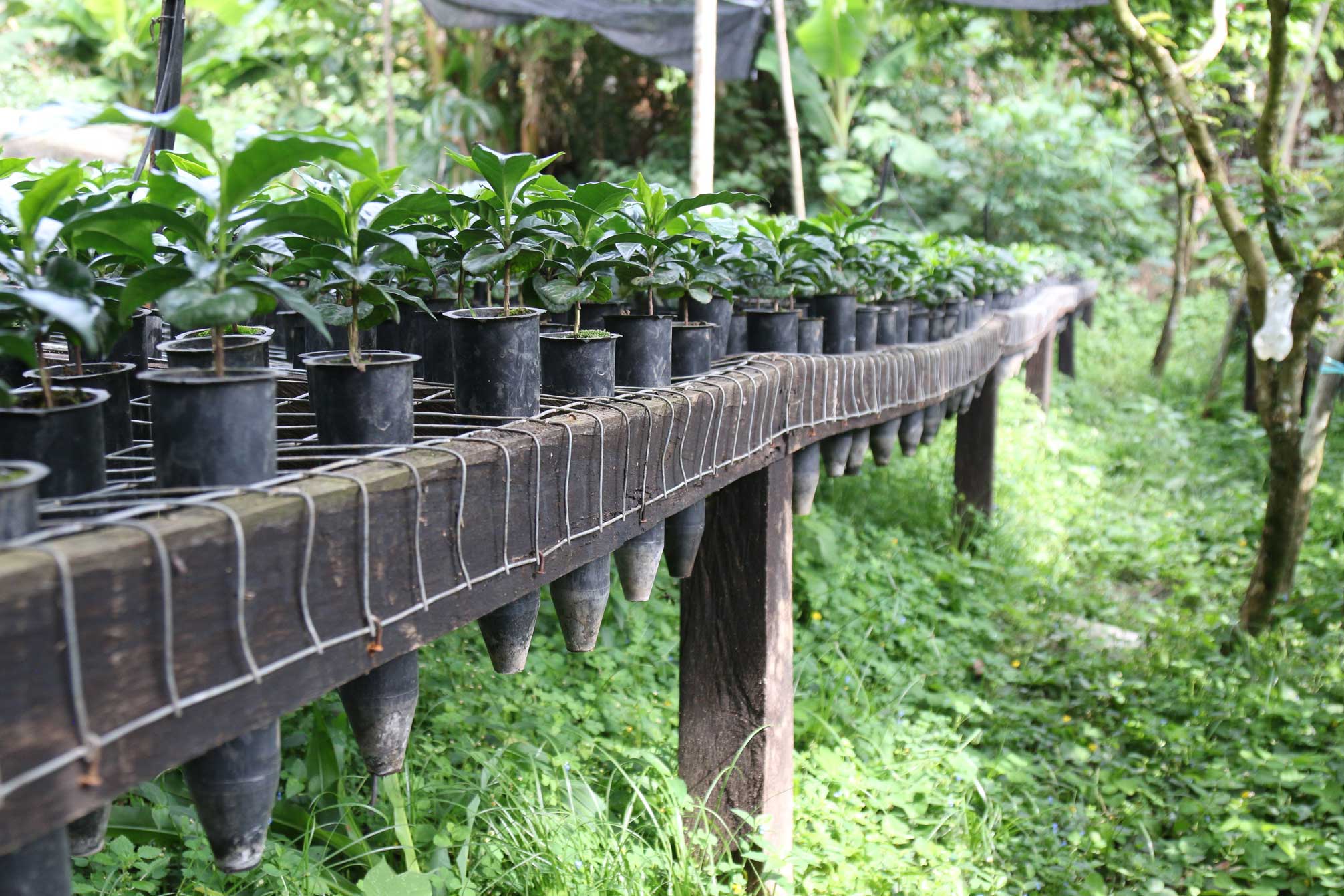 Mexico - Organic (Swiss Water Decaf)