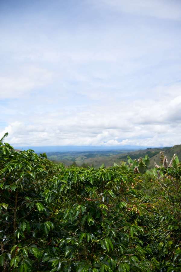 Colombia - Popayán (Sugar Cane Decaf)
