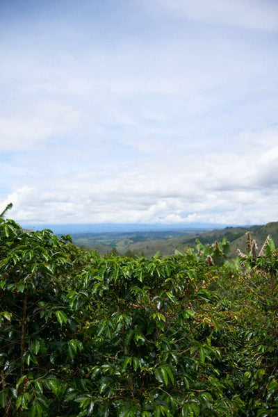 Colombia - Popayán (Sugar Cane Decaf)