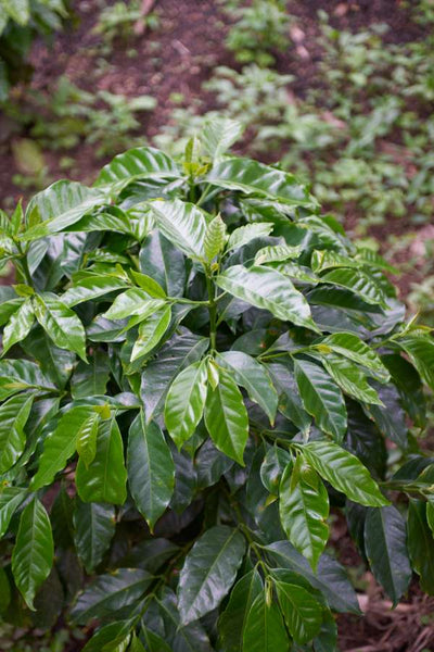 Colombia - Popayán (Sugar Cane Decaf)