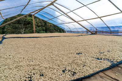 Peru - Organic (Swiss Water Decaf)